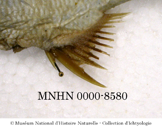 Acanthopagrus bifasciatus (Forsskål, 1775)
